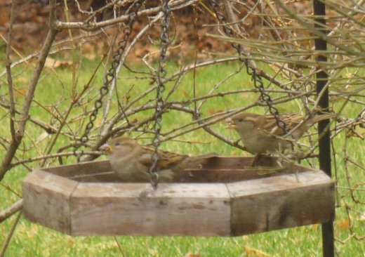 two sparrows