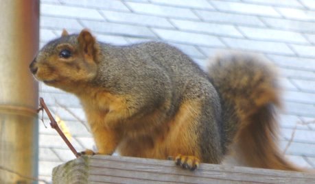 mutant squirrel