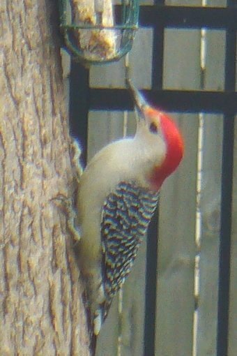 red-bellied woodpecker