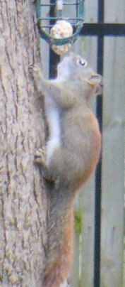 red squirrel